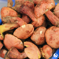 你馋了吗？楚雄迎来"吃菌季"，多种野生菌陆续上市