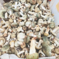 顶流来啦！今年第一批青头菌上市，售价为...