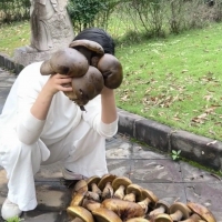 云南绿化带捡出10斤野生菌！网友：快分享位置
