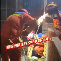 慎入！云南一男子猪圈喂猪竟撞见“干饭”大蟒蛇...