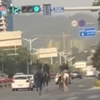 昆明街头4人在车道中策马狂奔，交警：属违法行为，将处罚