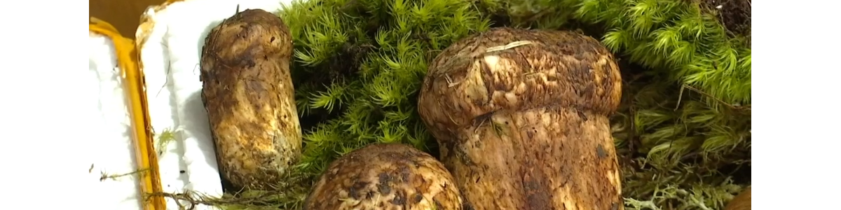 2万元/公斤！云南这种野生菌上市啦