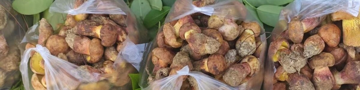 大雨过后，多少楚雄人的DNA动了？这口鲜，