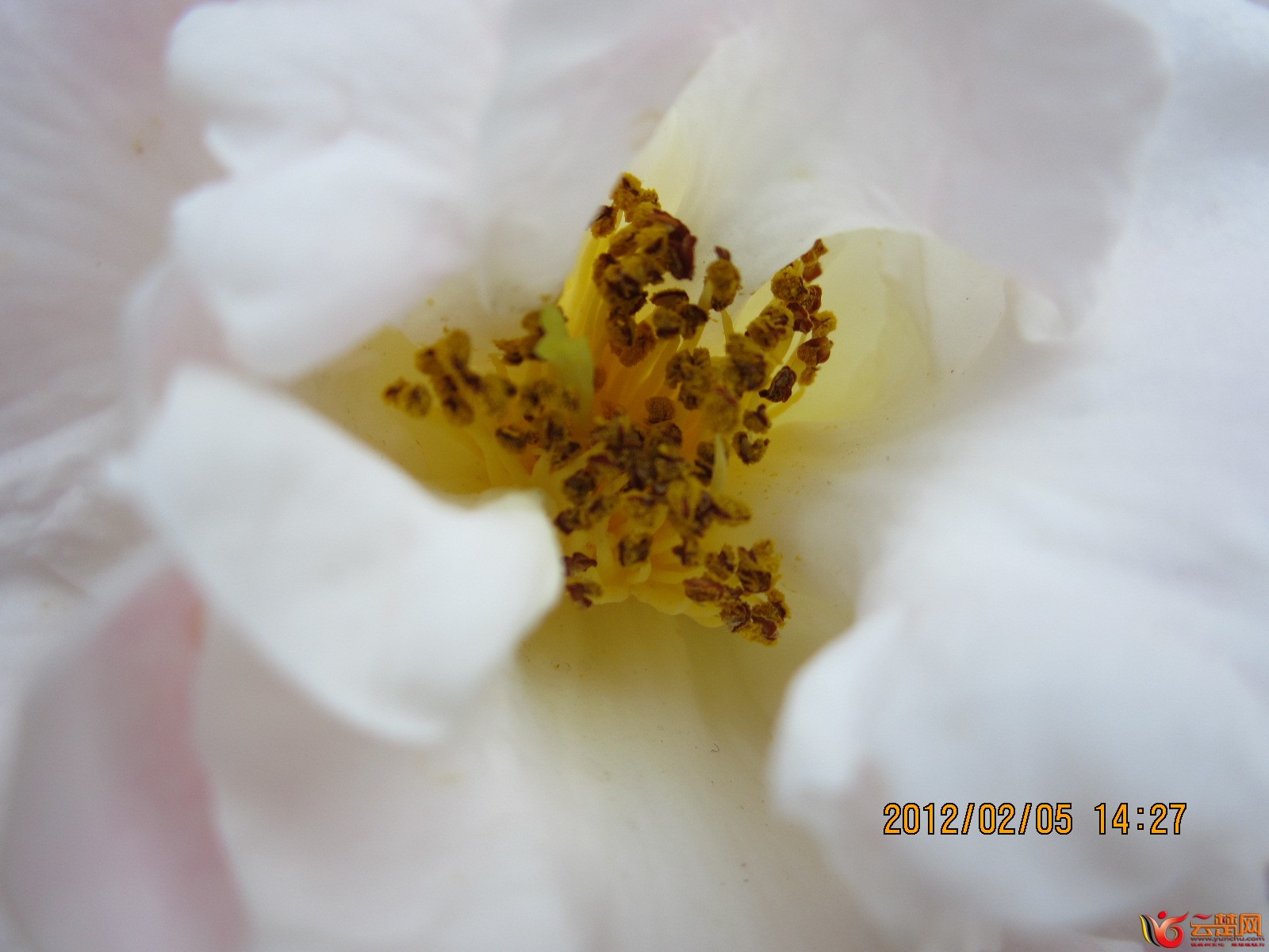 花的芯藏在蕊中