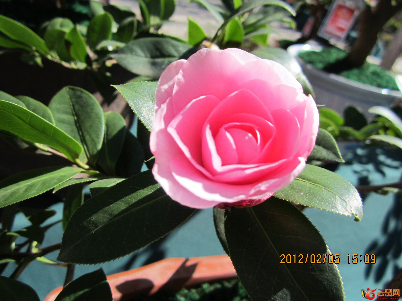 IMG_0115.JPG