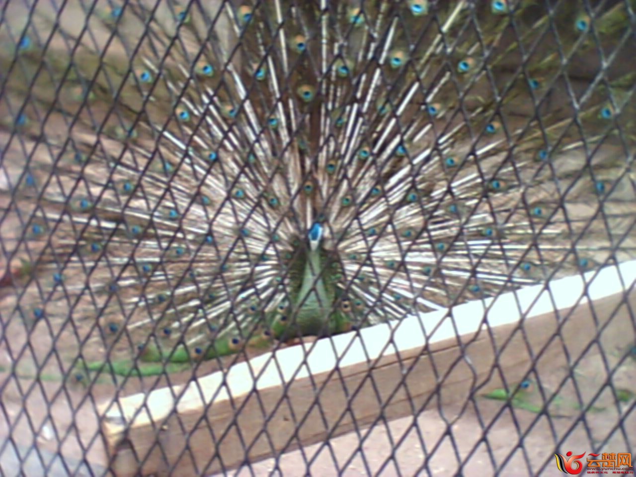 IMG10036.jpg