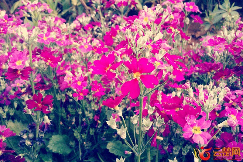 小花 大爱.jpg