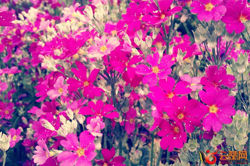 小花.jpg