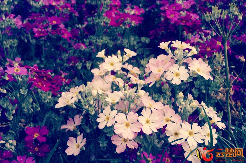 小花大爱.jpg