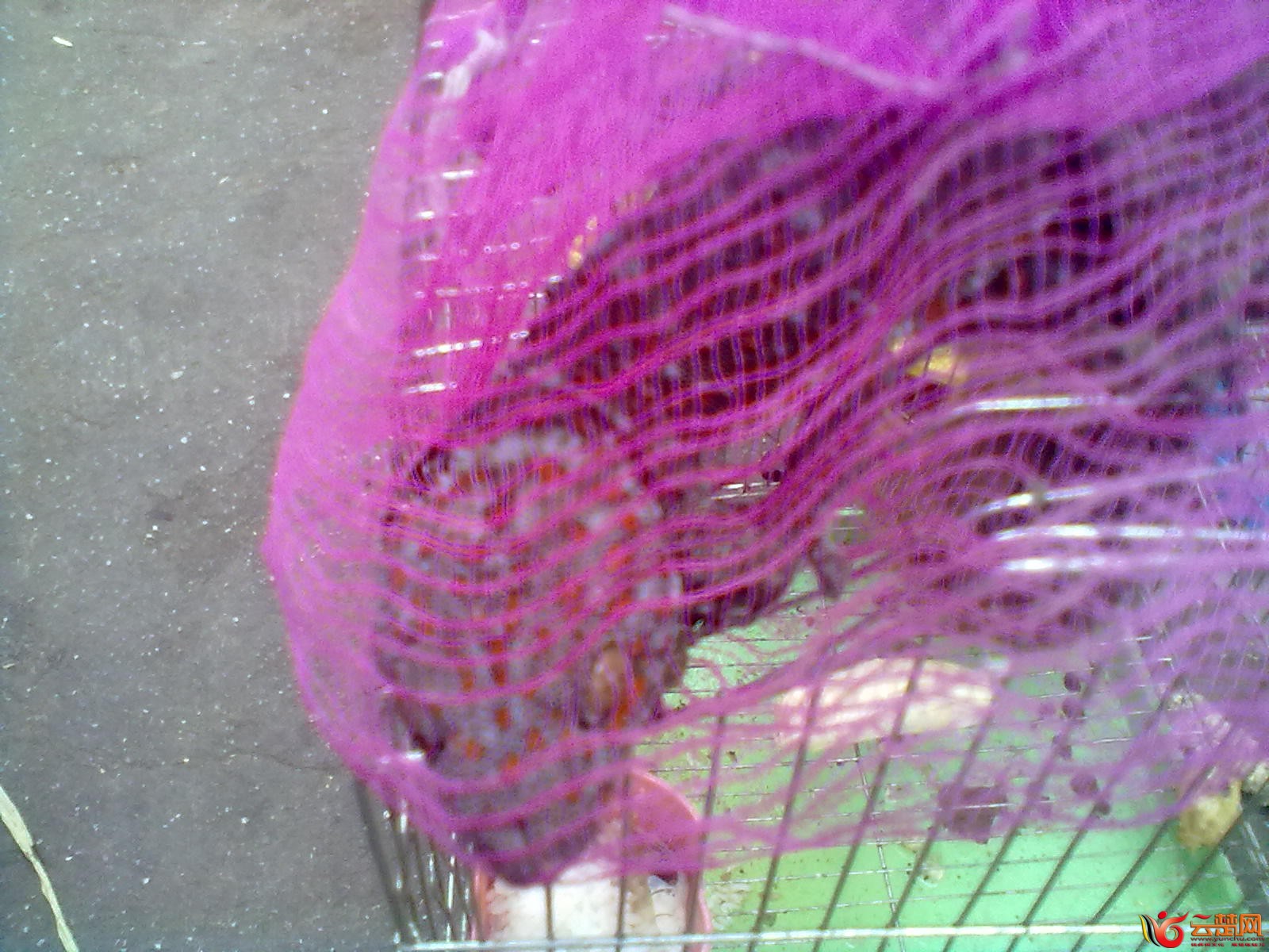 20120406075.jpg