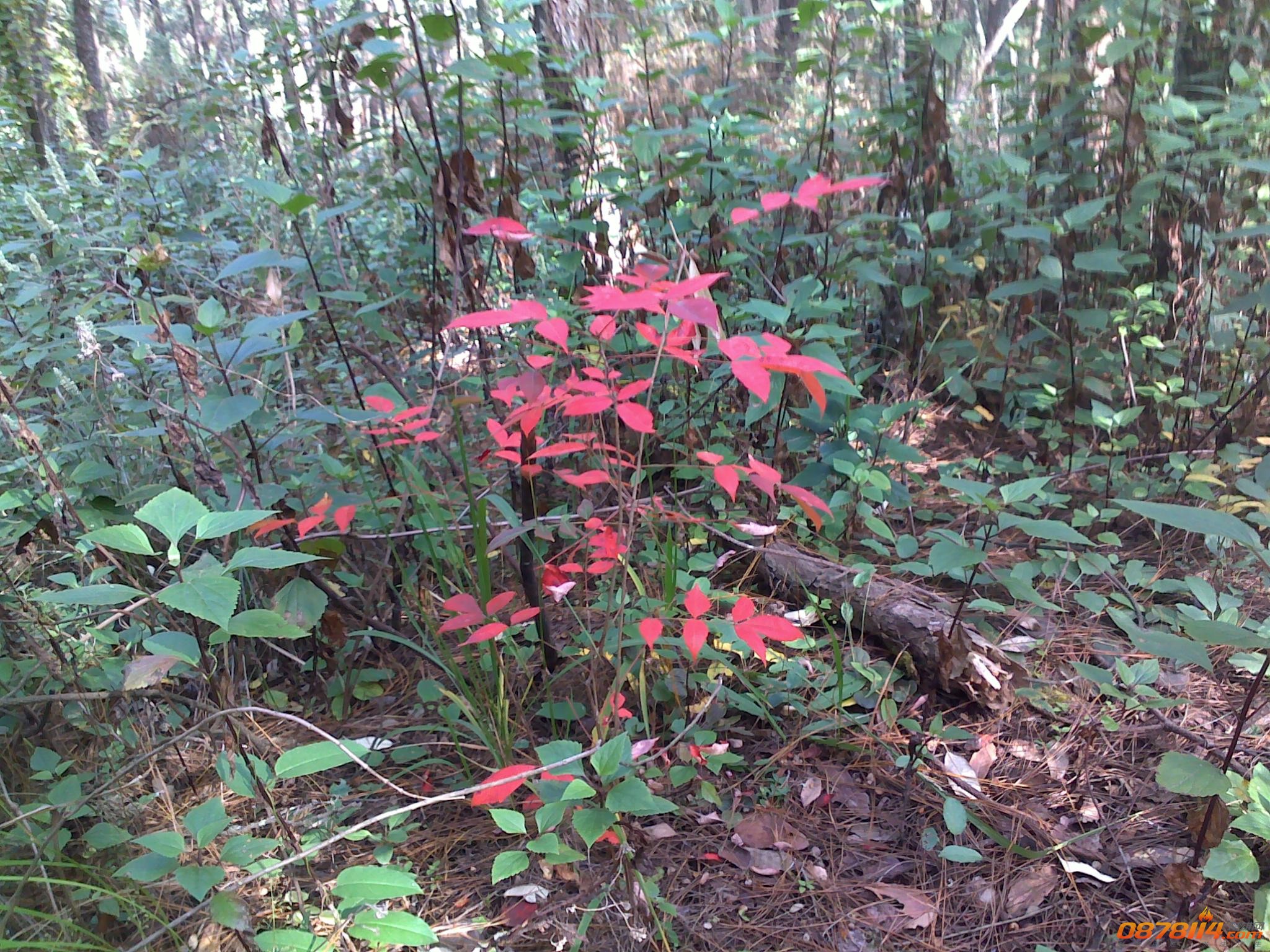 201211172767.jpg