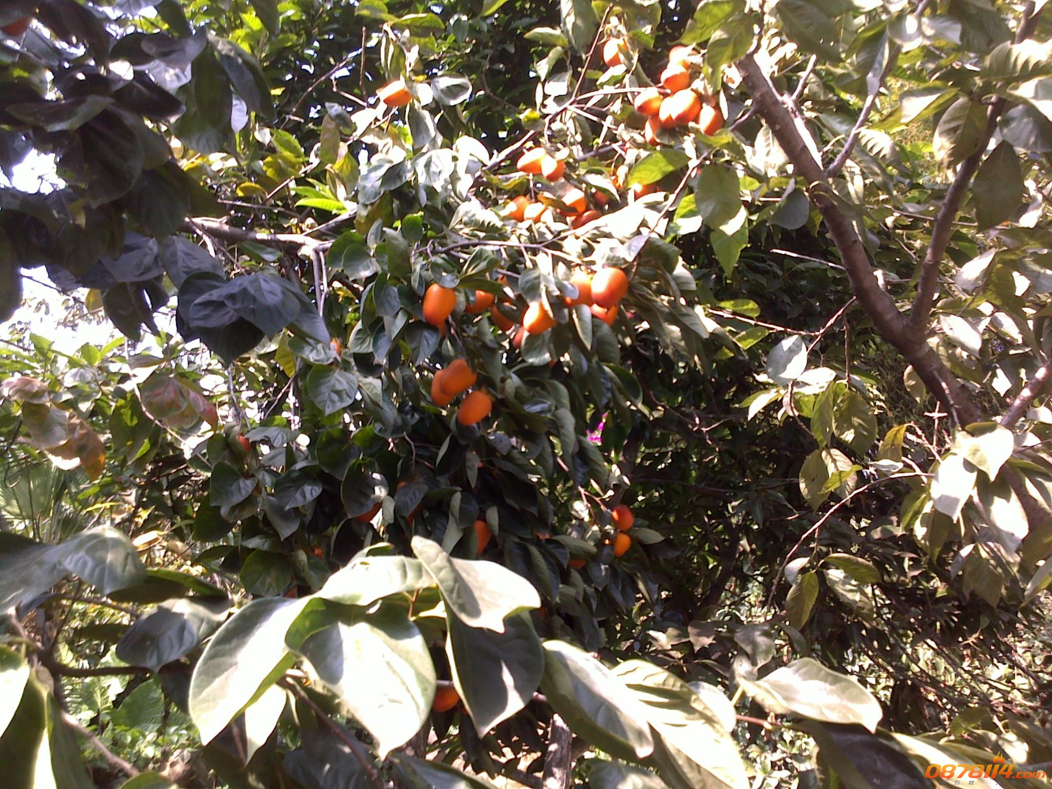 201211172796.jpg