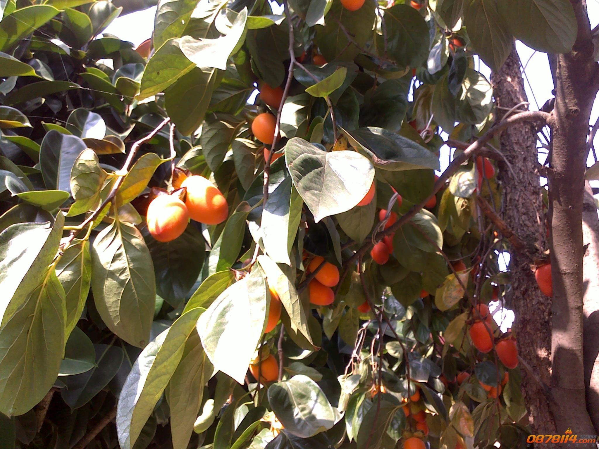 201211172799.jpg