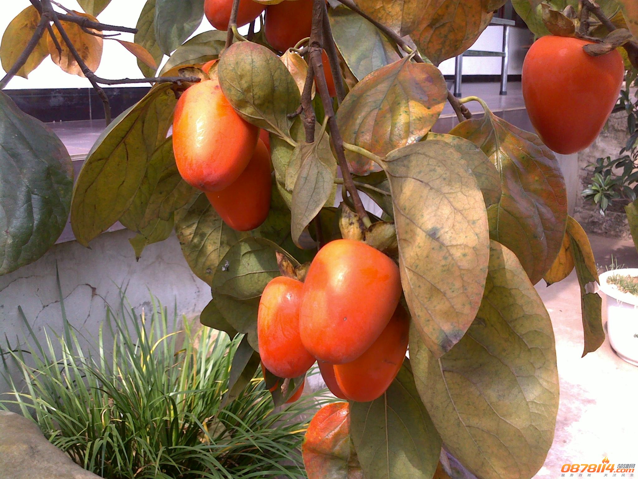 201211172800.jpg