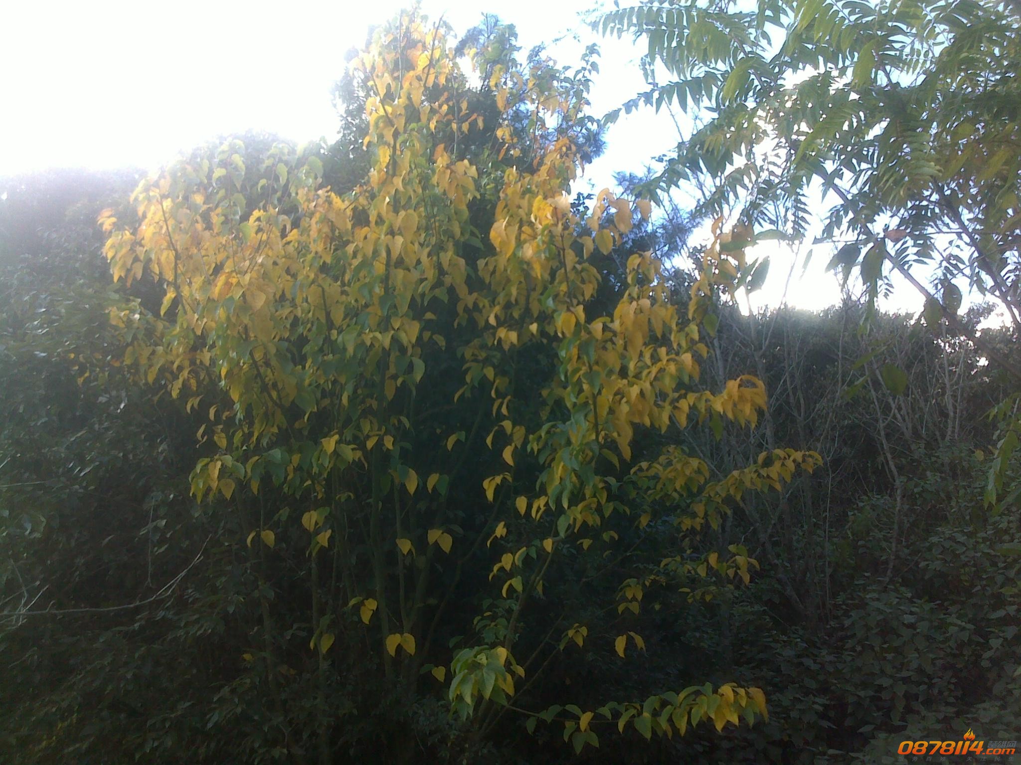 201211262999.jpg