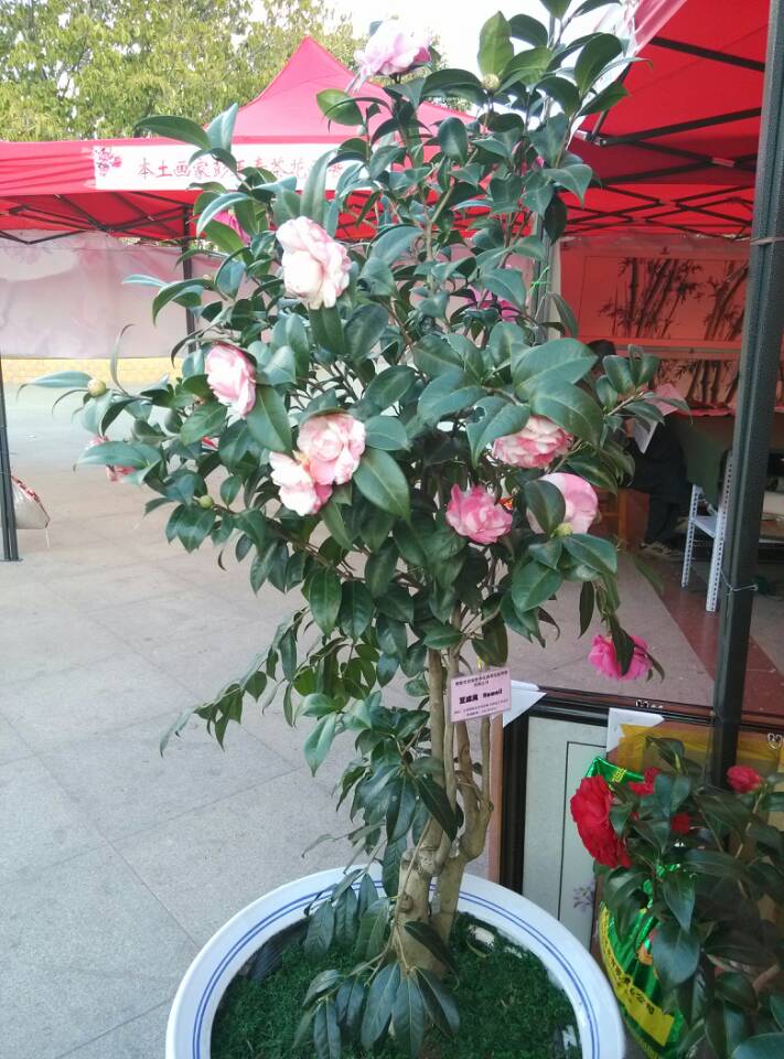 wechat.jpg