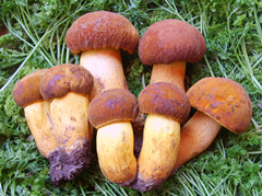 牛肝菌_副本.jpg