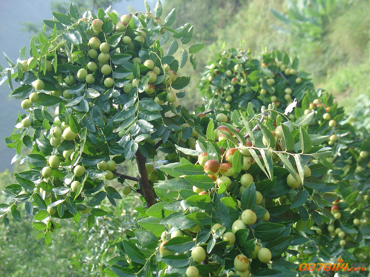 f5863_1.jpg