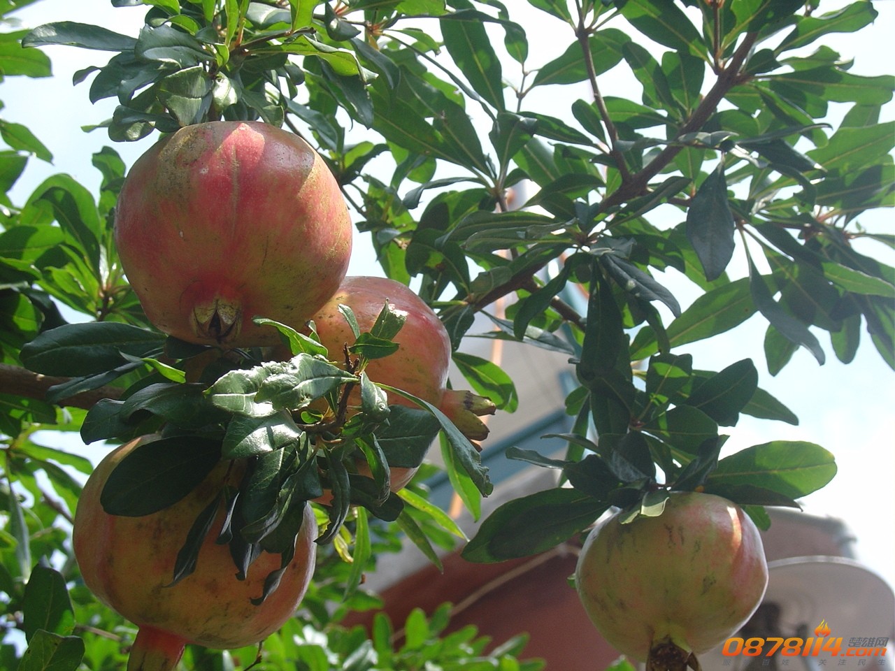 f5863_2.jpg