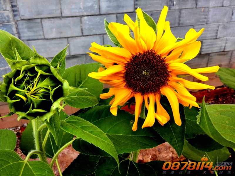 IMG_20140725_191509.jpg