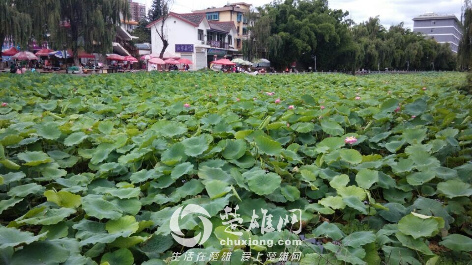 QQ图片20140811142054.jpg