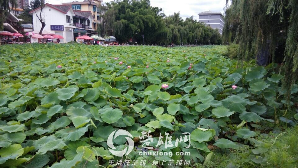 QQ图片20140811142058.jpg