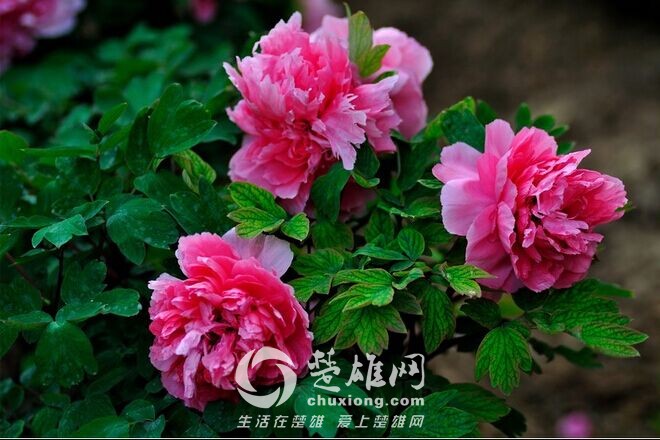 QQ图片20150302092044.jpg