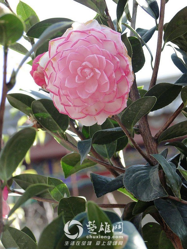 DSC04314_1.jpg