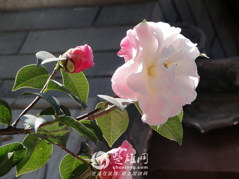DSC04316_1.jpg