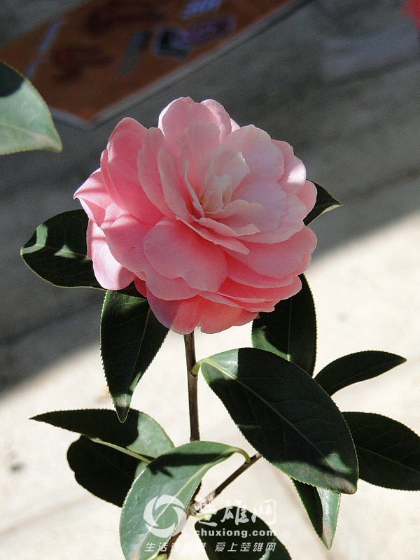 DSC04319_1.jpg