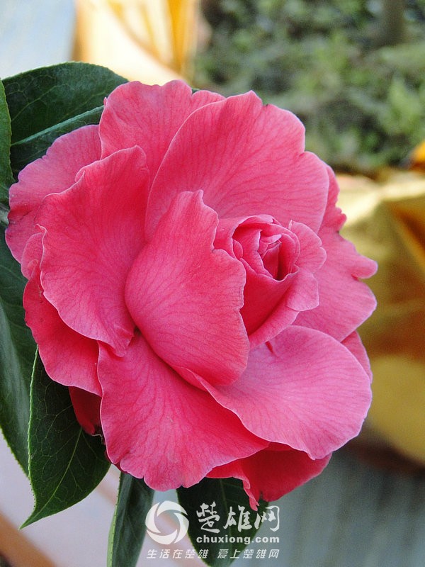 DSC04348_1.jpg