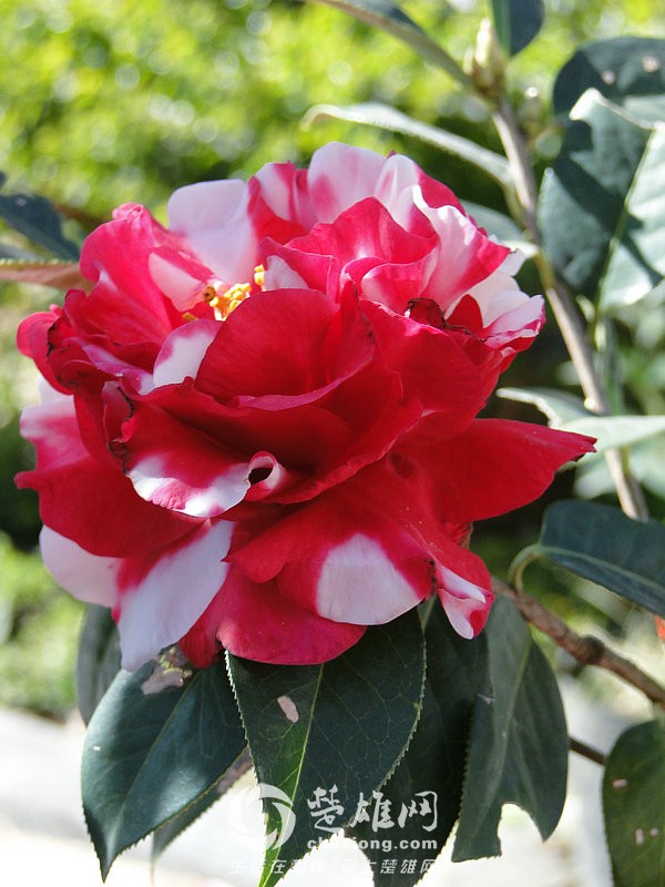 花牡丹