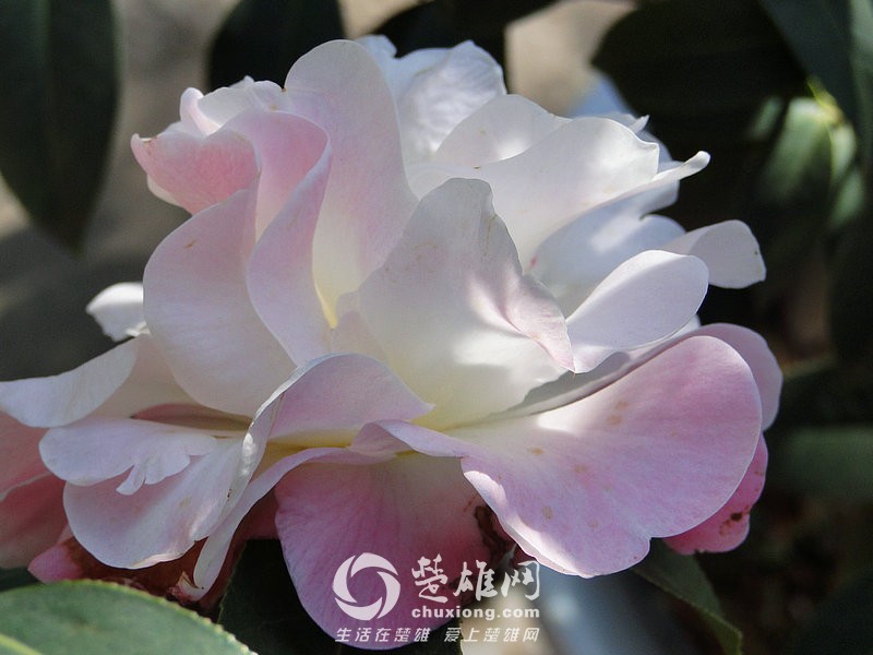清粉芙蓉2