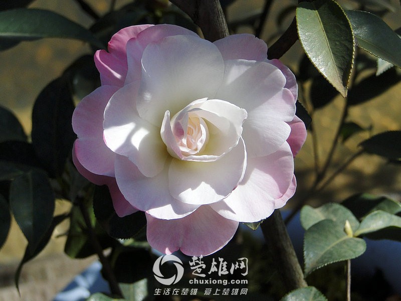 清粉芙蓉1