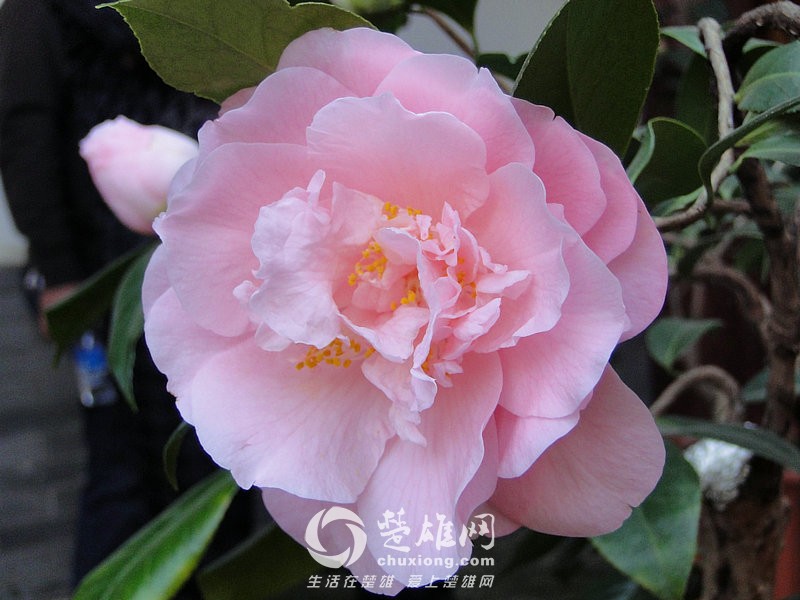 粉水芙蓉