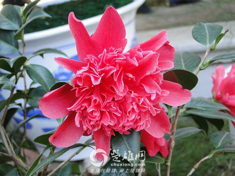 菊花王
