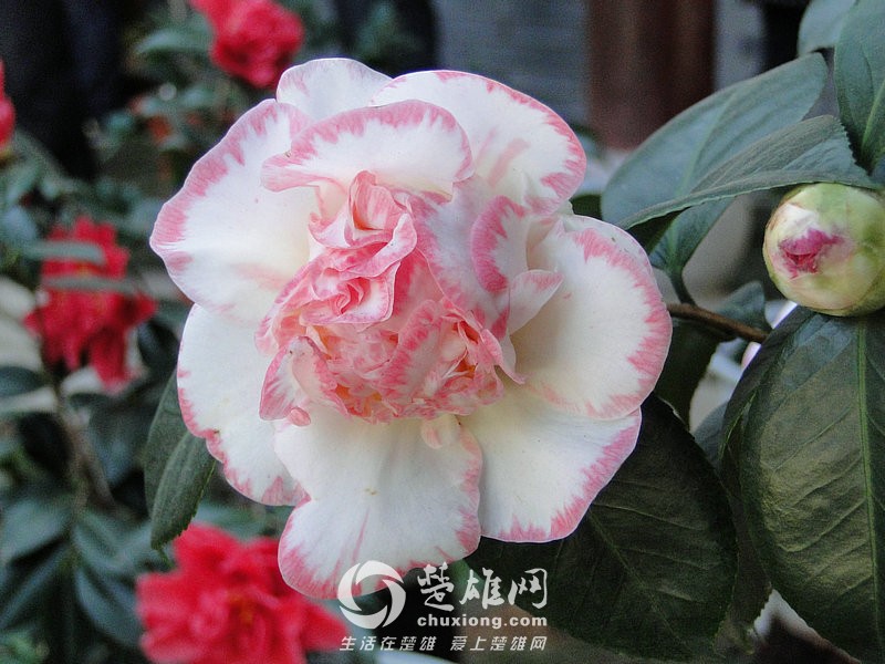 粉边芙蓉