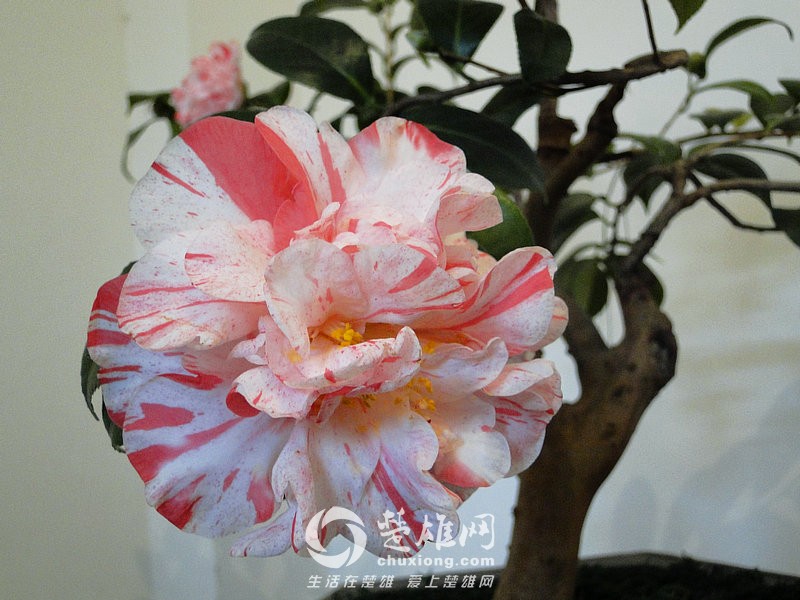 芙蓉牡丹