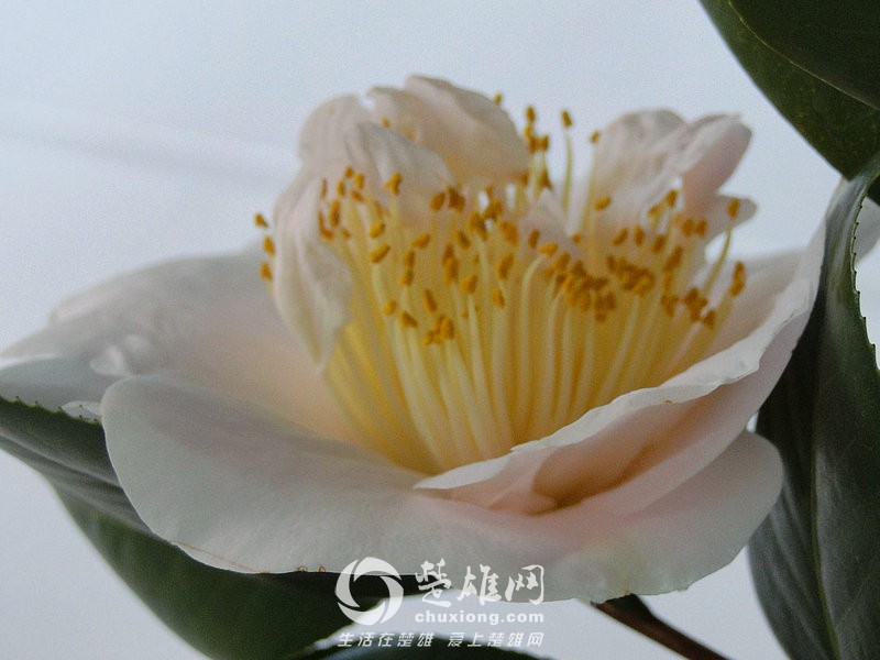 芙蓉布点