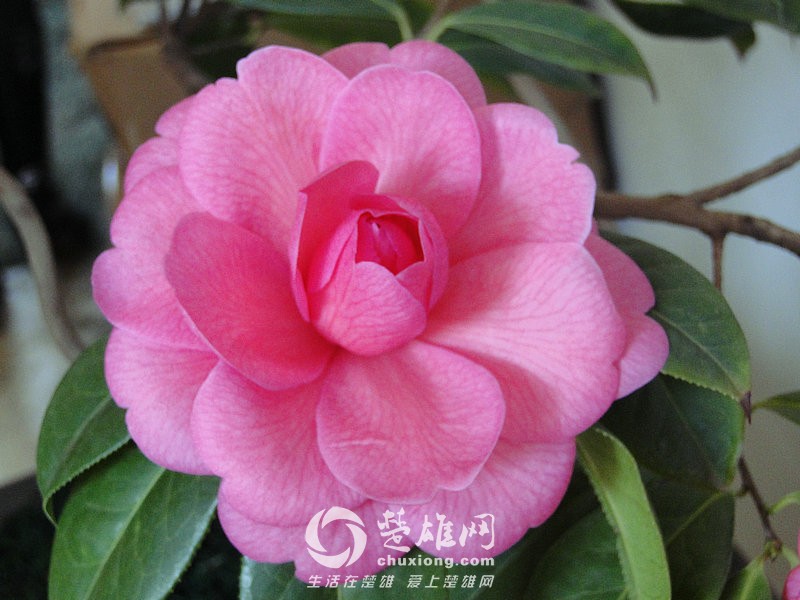 莲花萫
