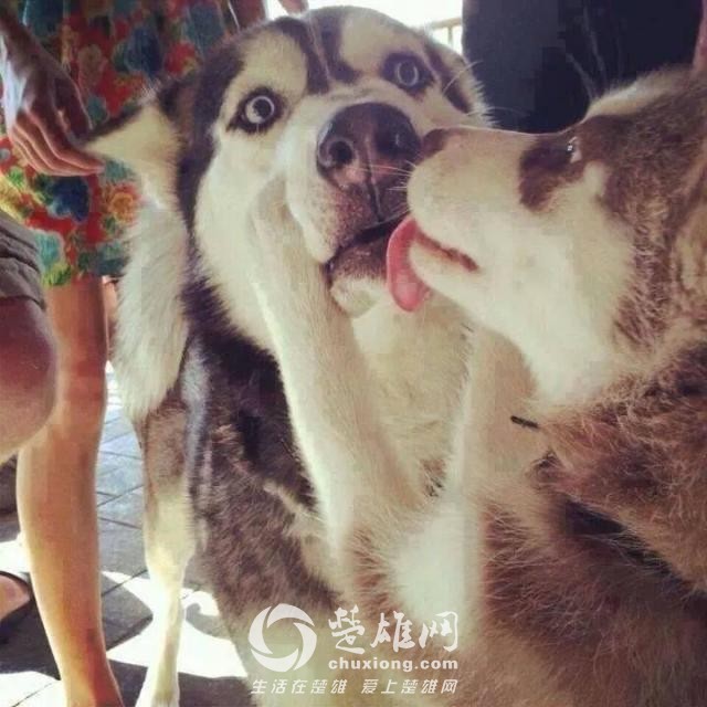 哈士奇5.jpg