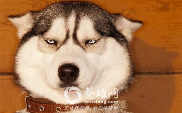 哈士奇6.jpg