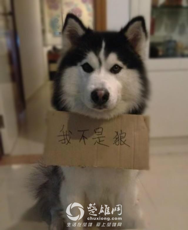哈士奇7.jpg