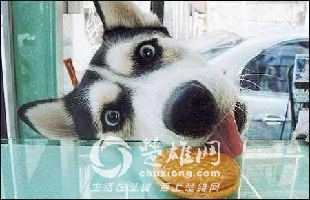 哈士奇9.jpg