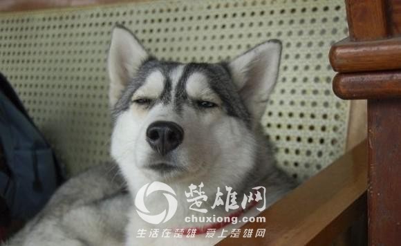 哈士奇11.jpg