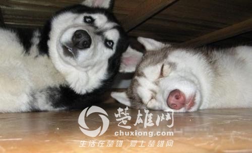哈士奇13.jpg