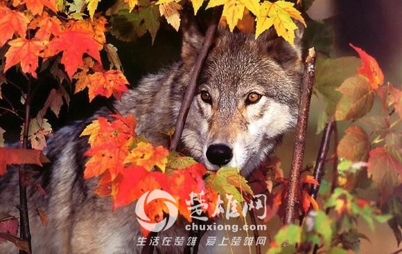 哈士奇16.jpg