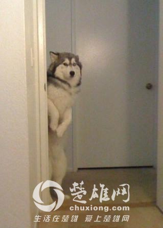 哈士奇17.jpg