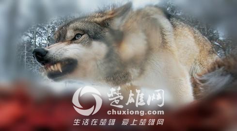 哈士奇20.jpg