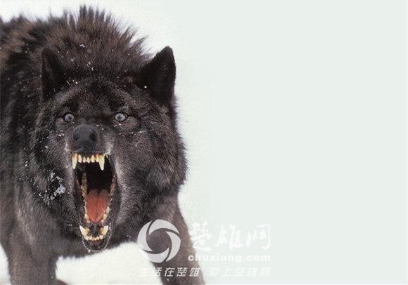 哈士奇22.jpg